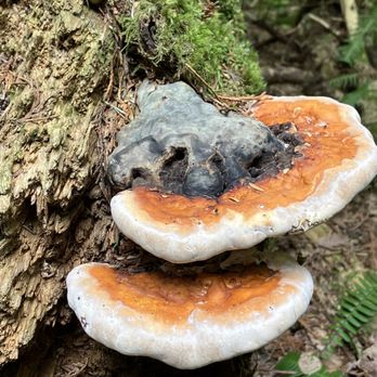 Brother's Creek Loop - Hiking Near Me - British Properties, British Columbia