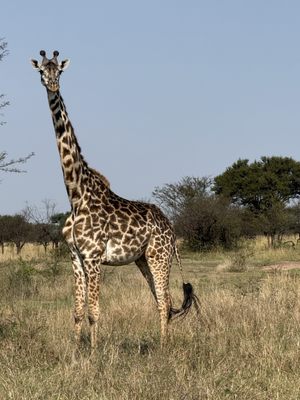 Africa Adventure Consultants by null