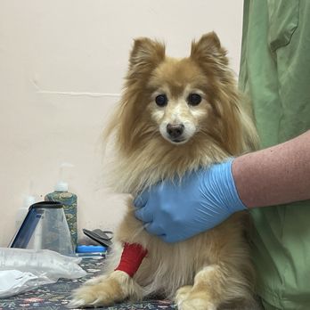 Uptown Paws Veterinary Clinic - Sherman at Uptown Paws Veterinary Clinic - Veterinarians Near Me - New York, New York