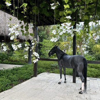 Alligator Landscaping - Landscaping Near Me - Boca Raton, Florida Alligator Landscaping - Landscaping Near Me - Boca Raton, Florida