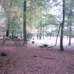 Hirschbrunft im Wildwald Voßwinkel