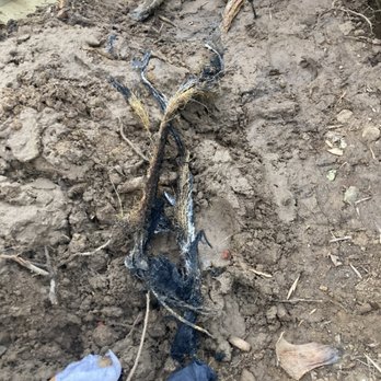 Paws Plumbing - Roots pulled out of sewer line cause of backup - Plumbing Near Me - San Diego, California Paws Plumbing - Roots pulled out of sewer line cause of backup - Plumbing Near Me - San Diego, California