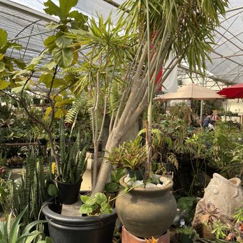 Plantkeeper - Plants inside of main greenhouse. - Nurseries & Gardening Near Me - Dallas, Texas Plantkeeper - Plants inside of main greenhouse. - Nurseries & Gardening Near Me - Dallas, Texas