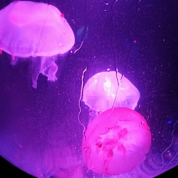 Oregon Coast Aquarium - Aquariums Near Me - Newport, Oregon Oregon Coast Aquarium - Aquariums Near Me - Newport, Oregon