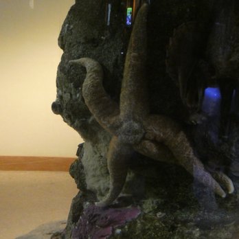 Seattle Aquarium - starfish - Aquariums Near Me - Seattle, Washington