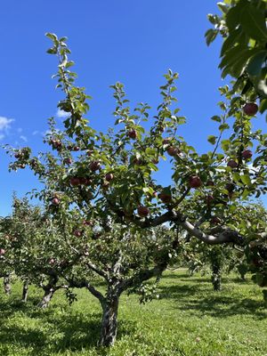Twin Star Orchards by null