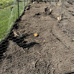 Whalen Oaks Farm - Chickens