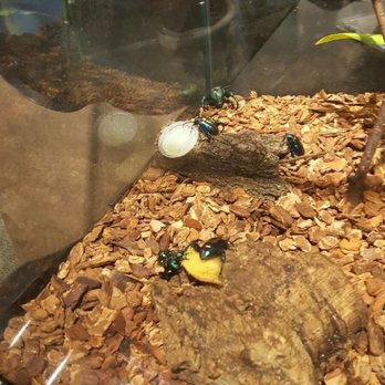 Audubon Insectarium - Beetles!! - Zoos Near Me - New Orleans, Louisiana Audubon Insectarium - Beetles!! - Zoos Near Me - New Orleans, Louisiana
