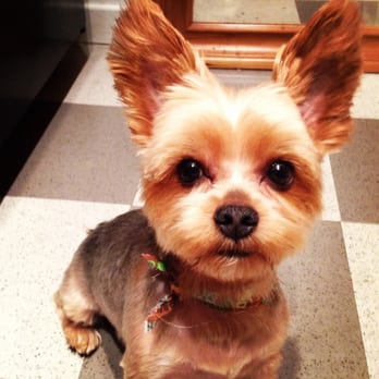 Pooch Pawlor Spa - They did a great job!!! - Pet Groomers Near Me - Glendale, California Pooch Pawlor Spa - They did a great job!!! - Pet Groomers Near Me - Glendale, California