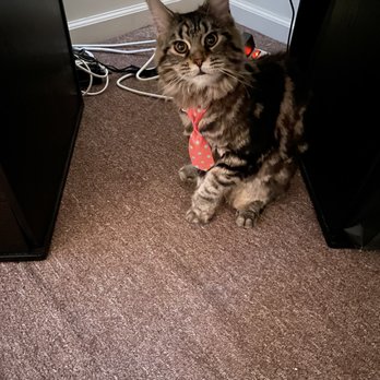 Groomit - My Hannah after her first grooming. They did a great job. - Pet Groomers Near Me