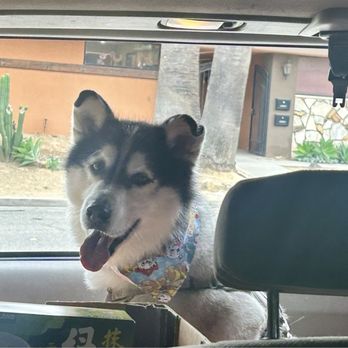 Momos Pet Grooming - Panda loves MOMO'S Pet Grooming:) - Pet Groomers Near Me - Norco, California