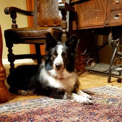 Katie's Pet Grooming - Sadie love's the job and care Katie takes and does!