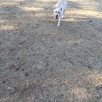 Fort Steilacoom Park - Happy girl - Dog Parks Near Me - Lakewood, Washington Fort Steilacoom Park - Happy girl - Dog Parks Near Me - Lakewood, Washington