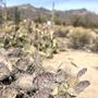 Photo of Sabino Canyon