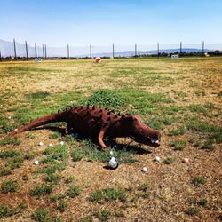 Garlic Country Golf Range - Fun target