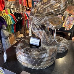 American International Rattlesnake Museum - (6/13/2023)