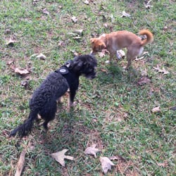 Wiggley Field - Ricky and Spock enjoying the park all to themselves!