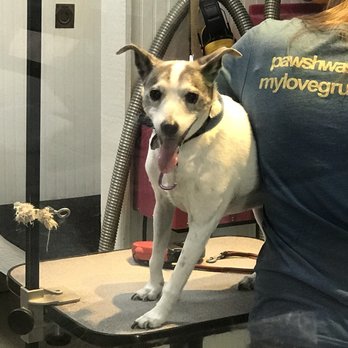 Pawsh Wash - Pet Groomers Near Me - Lawrence, Kansas