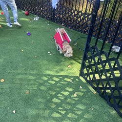 The Hungry Puppy - Well not 100% sure what's in this photo? Looks like some sort of grocery cart costume?