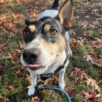 Mile Plus Dog Walking - Dog Walkers Near Me Mile Plus Dog Walking - Dog Walkers Near Me