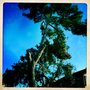 Photo of Benitez Tree Services