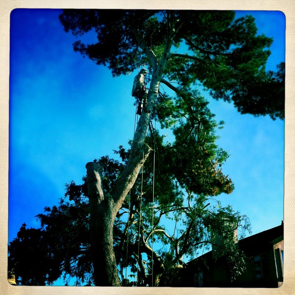 Benitez Tree Services - tree service in San Diego, CA