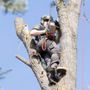 Photo of True Vine Tree Removal
