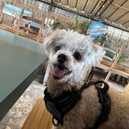 My Dog
