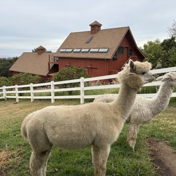 Canzelle Alpacas - 2 alpacas with different haircuts - Farms Near Me - Carpinteria, California Canzelle Alpacas - 2 alpacas with different haircuts - Farms Near Me - Carpinteria, California