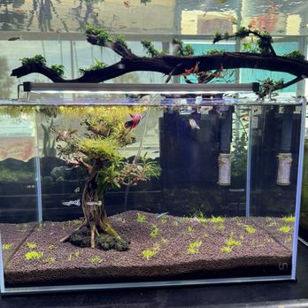 Cali's Tropical Fish - Local Fish Stores Near Me - Garden Grove, California Cali's Tropical Fish - Local Fish Stores Near Me - Garden Grove, California