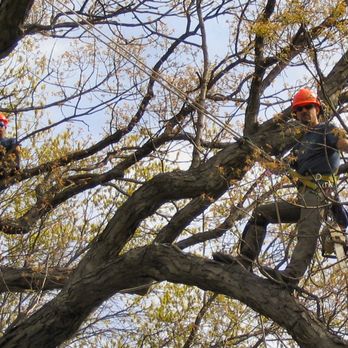 Tamke Tree Experts - Customers can be assured that we will work safely and are properly insured. Our customers can have peace of mind in the busin... - Pest Control Near Me - Liberty Corner, New Jersey