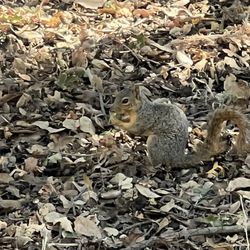 Lodi Lake Nature Trail - Squirrel with acorn