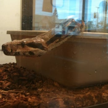 VCA Orange Animal Hospital - Smelling around w/ his tongue...such a cool Boa - Veterinarians Near Me - Orange, California VCA Orange Animal Hospital - Smelling around w/ his tongue...such a cool Boa - Veterinarians Near Me - Orange, California
