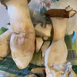 White fuzzy mold and soggy king oysters White fuzzy mold and soggy king oysters