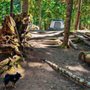 Photo of Denny Creek Campground