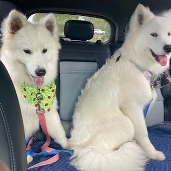 Paws At Main - Riverside - Samoyed pups enjoying their clean coat!! - Pet Groomers Near Me - Riverside, California Paws At Main - Riverside - Samoyed pups enjoying their clean coat!! - Pet Groomers Near Me - Riverside, California