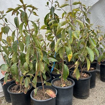 Milk‐tree♡ 🪴 SUCCULENTS ARE HERE 🪴 Bold. Sculptural. Effortless. Meet