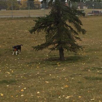 Falconridge Off Leash Area - Dog Parks Near Me - Calgary, Alberta Falconridge Off Leash Area - Dog Parks Near Me - Calgary, Alberta