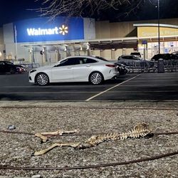 Animal Carcass