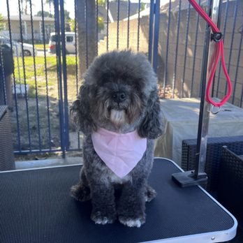 Pawsitive Grooming - "After" a bath and fluff - Pet Groomers Near Me Pawsitive Grooming - "After" a bath and fluff - Pet Groomers Near Me