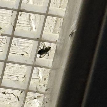 Oceanpoint Ranch - Dead fly unclean above bathroom celling - Hotels Near Me - Cambria, California