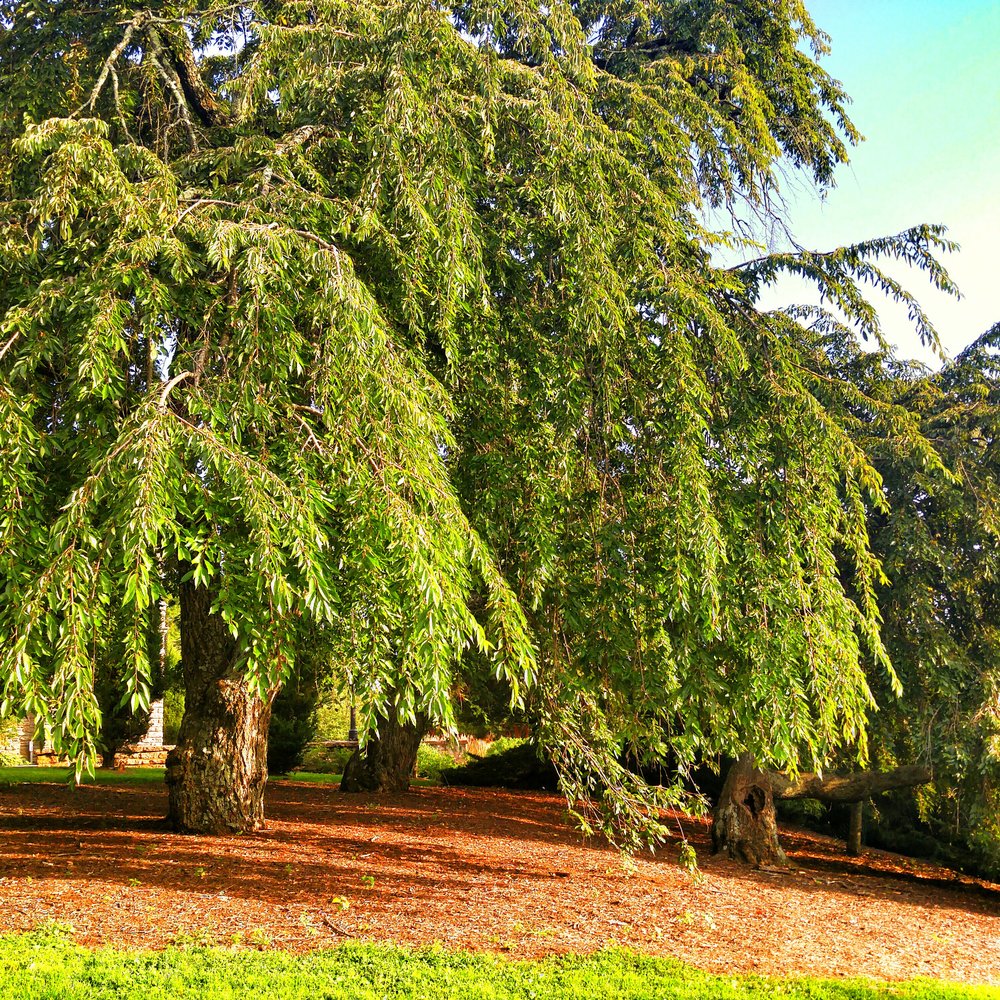 Alms Park - Parks Near Me - Cincinnati, Ohio Alms Park - Parks Near Me - Cincinnati, Ohio