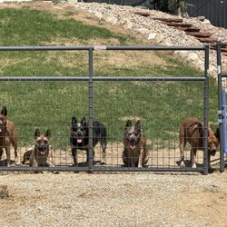 Poop Scoop Utah - Dogs to clean up after