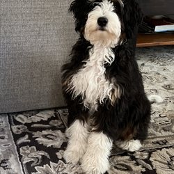 Deer Park Kennels - Dakota