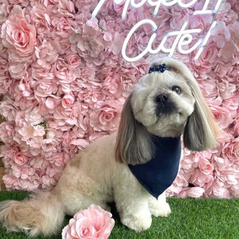 Make It Cute - My dog - Pet Groomers Near Me - Pasadena, California Make It Cute - My dog - Pet Groomers Near Me - Pasadena, California