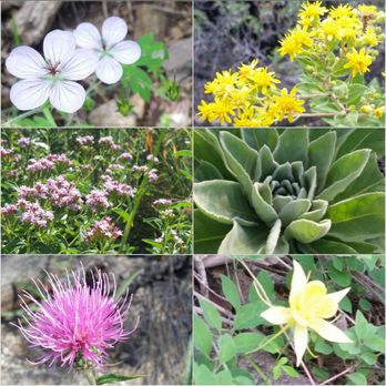 Mt Lemmon - Hiking Near Me
