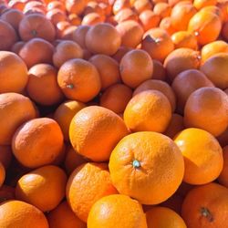Hooverville Orchards - Satsuma tangerines