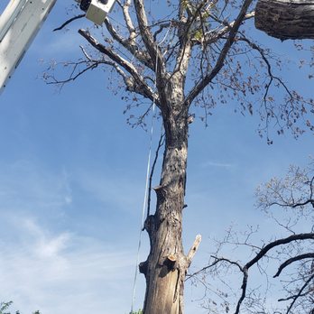 Quality Tree Services - Tree Services Near Me - Cookeville, Tennessee Quality Tree Services - Tree Services Near Me - Cookeville, Tennessee