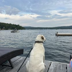 Essential Canine