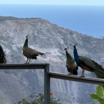 Circle M Ranch - "Aloha and mahalo!" - from everyone at the ranch, including the peacocks! - Horseback Riding Near Me - Wailuku, Hawaii